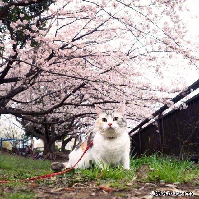 5c446eaf1f0748e1bfebdaf2550fb27d.jpeg