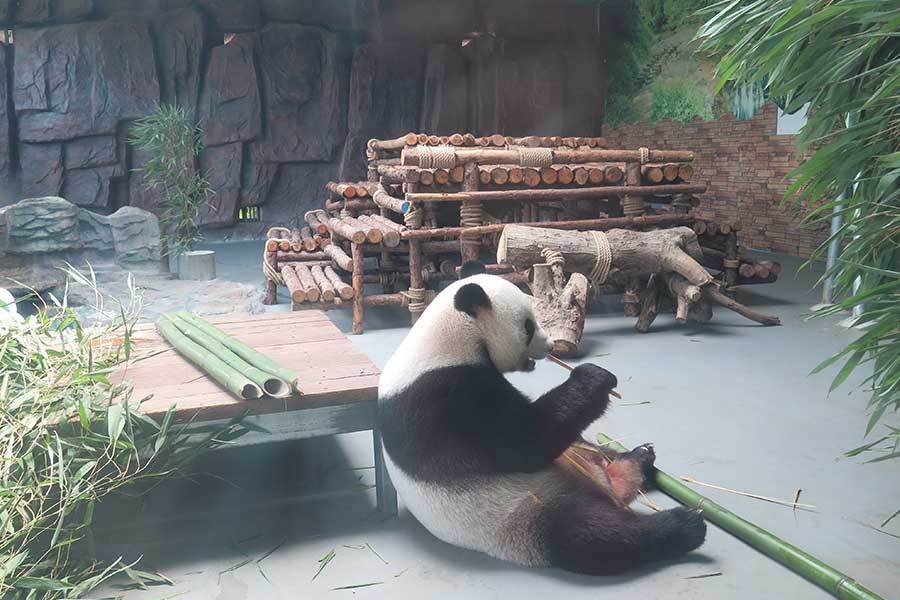8月份"小寿星" 香市动物园大熊猫邀你同庆生