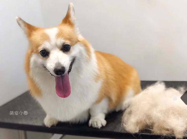 精力|泰迪和柯基相比，谁更适合家养？5个原因让柯基更占优势