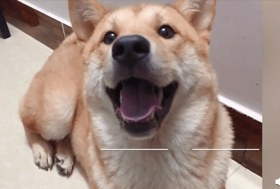 邢菲为柴犬初七发声,这话是不是说得有点太过了?