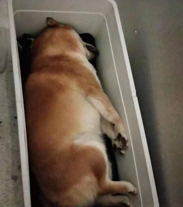 坐飞机怎样带狗 c32eacff0dd34a0baa237db619fd1f9e.jpeg