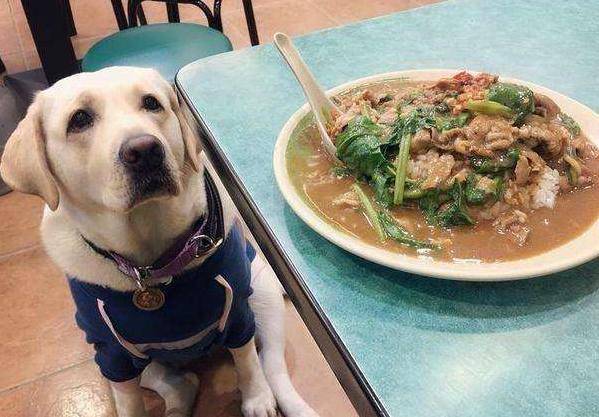 疫苗|6个新手养狗最容易犯的错误,都能避开的人,才是“老司机”