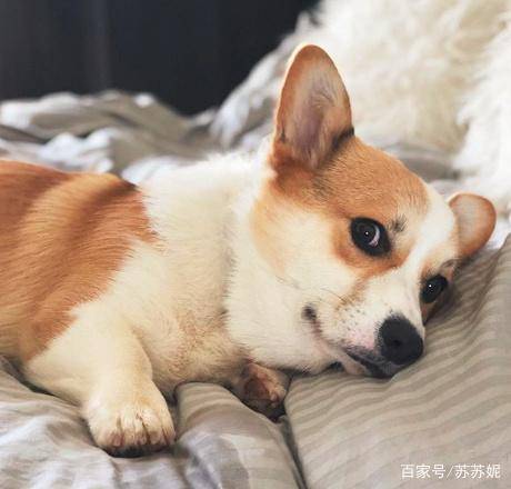 因为|萌萌哒的小短腿柯基要不要来一只回家养着呢？