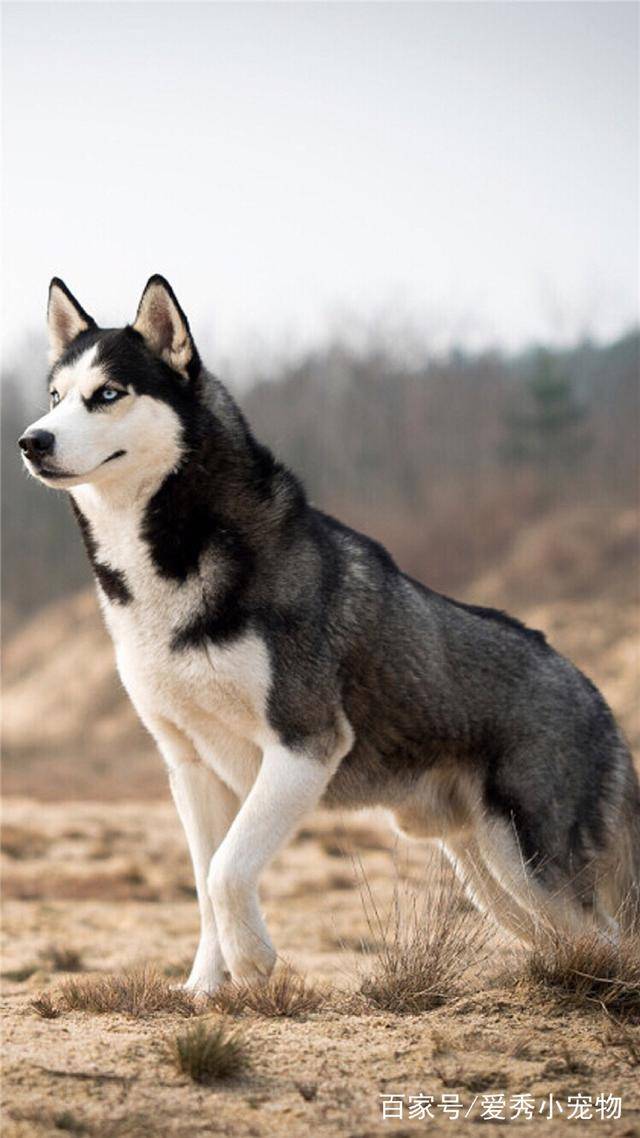 宠物|哈士奇和二哈的区别，网友：它们不是一种生物吗？