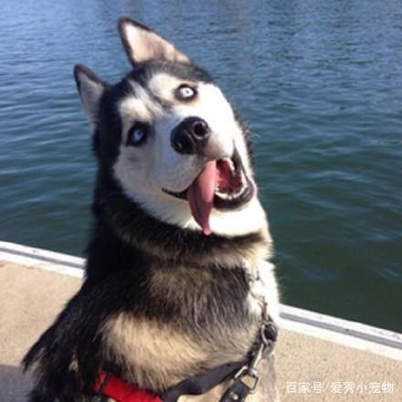 宠物|哈士奇和二哈的区别，网友：它们不是一种生物吗？