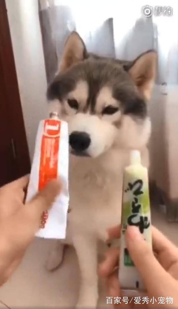 宠物|哈士奇和二哈的区别，网友：它们不是一种生物吗？