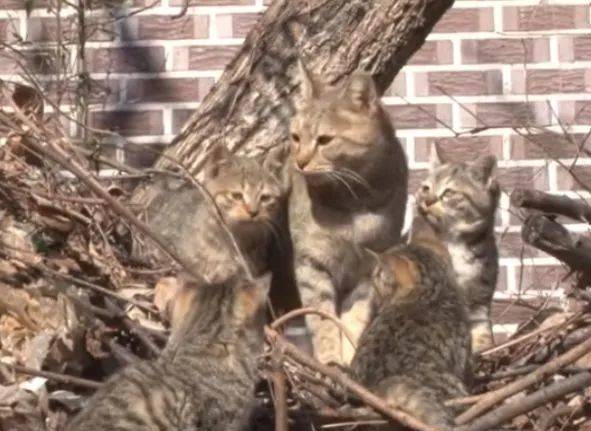 上门来|女子喂流浪猫吃五花肉,喵叼起肉就往山上跑,跟去一看后泪目了