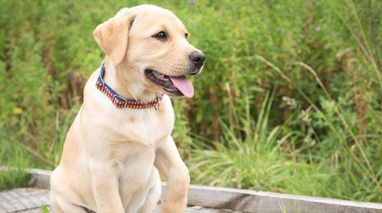 人气|盘点十大最受欢迎宠物狗，哈士奇人气颇高，第一名无人反驳