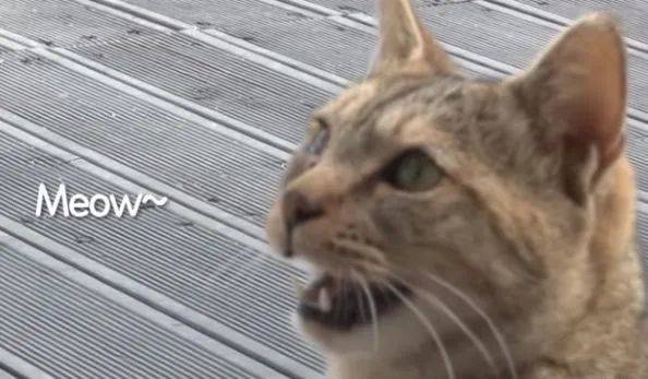 上门来|女子喂流浪猫吃五花肉,喵叼起肉就往山上跑,跟去一看后泪目了