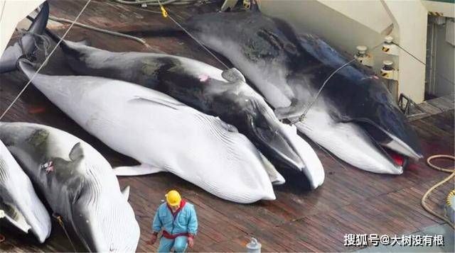 日本为何执意捕杀鲸鱼？并不是为了吃肉，真实原因值得各国警惕