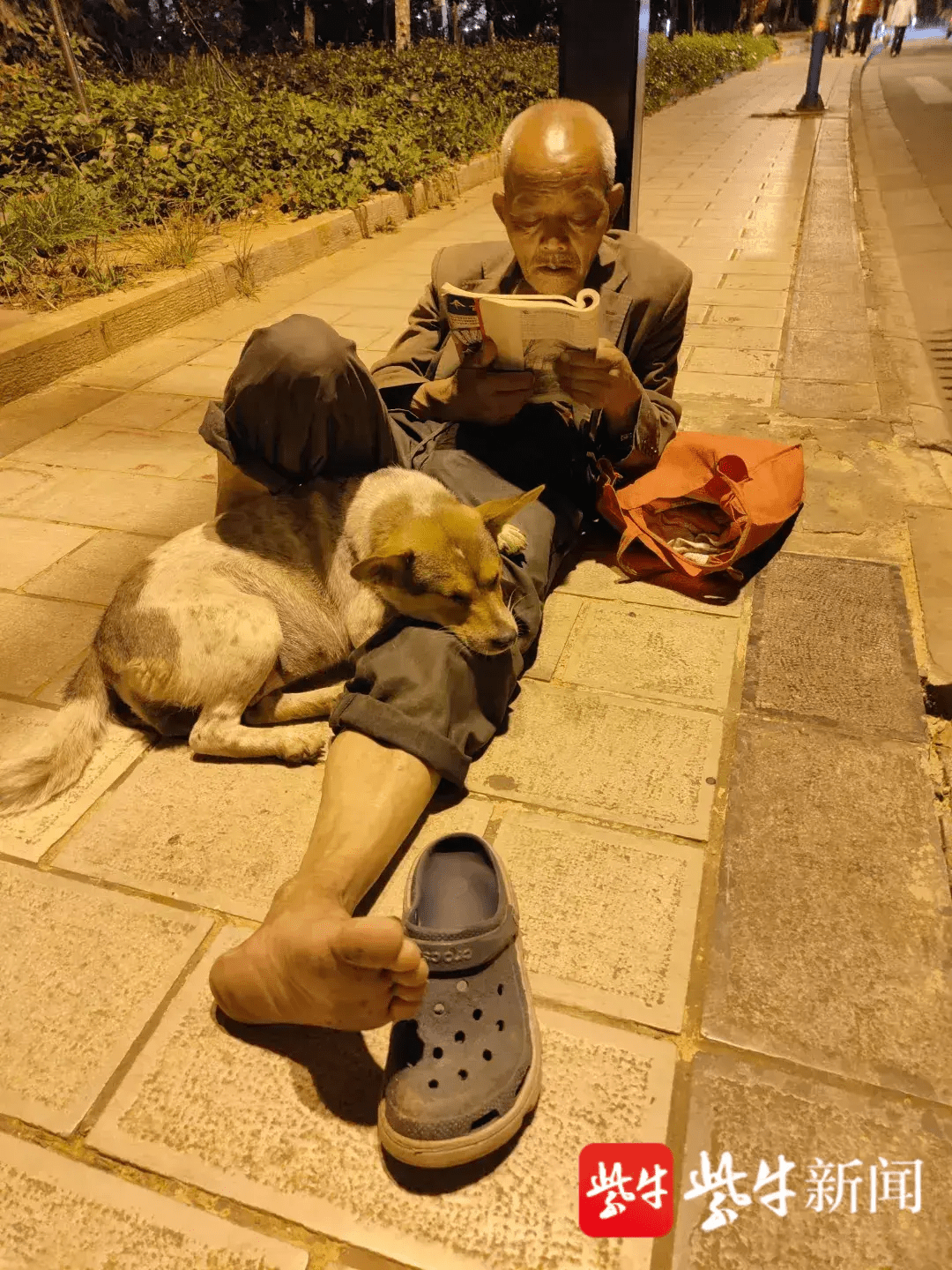 民航联盟一翁一书一犬一世界衣衫褴褛的白发老人在路灯下看书