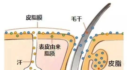 夏天|从此做菜不用放油？我们脸上这么多油是从哪里来的？