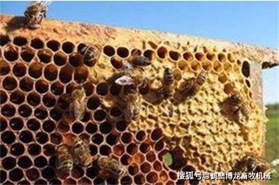 引诱蜜蜂最快的方法，5种快速招引蜜蜂的小妙招_手机搜狐网