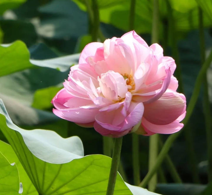 并蒂莲|好事“莲莲”！大明湖第二株并蒂莲完美绽放 三款并蒂莲主题文创产品上市销售