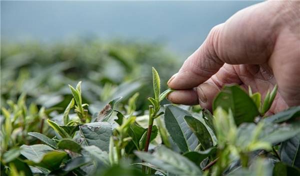 茶叶|传扬国粹，分享健康，品贝活性白茶