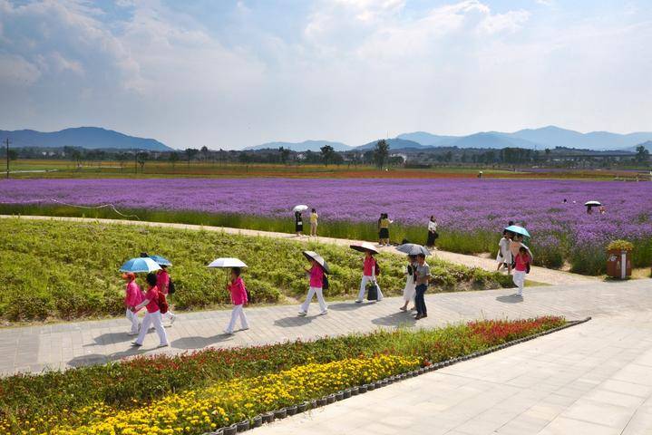 高岭村花海，成了热门的拍照打卡地，多彩花艺、粉彩花田、颜色釉花谷、青花岭