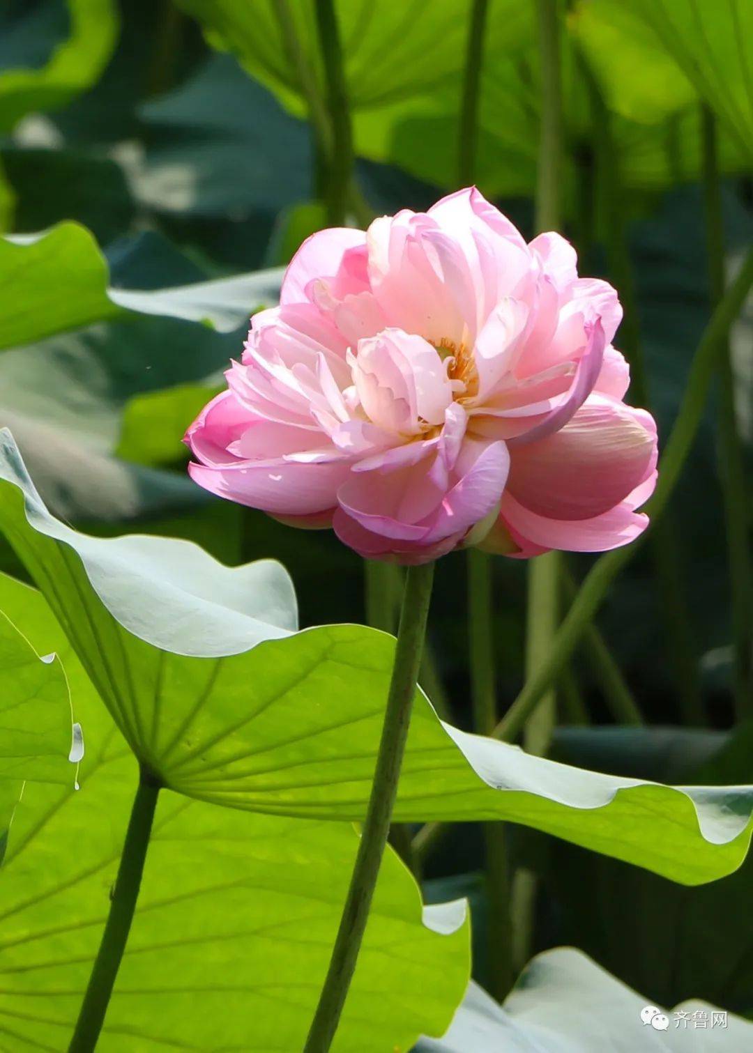 大明湖现第三株并蒂莲 景区回应 还无法确认 莲花