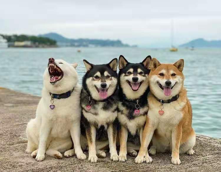 如何给狗狗取名字最好听 1e4aae6e3ff940de9e95d0ab61fc7a4a.jpeg