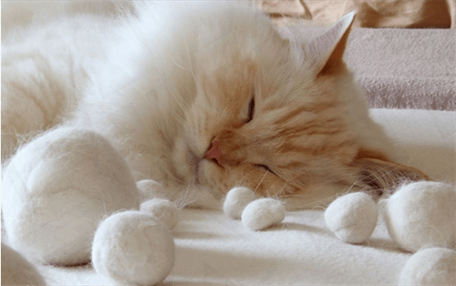 怎么看小猫是不是有寄生虫 4719bfe734494291a5aa77c52382793c.png