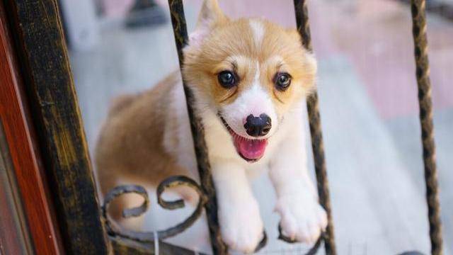 什么|“小短腿”柯基犬的几个优缺点，看完你还想养吗？