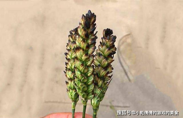 麦香|5月，又到烧麦穗吃的季节，这种童年的美食，你多久没吃了？