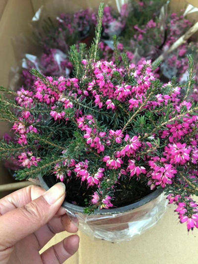 原创一种异域风格的花正在流行,名叫欧石楠,花穗高开花密