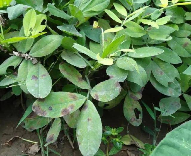 原创【干货收藏】三种常见的花生叶部病害的识别方法和防治办法