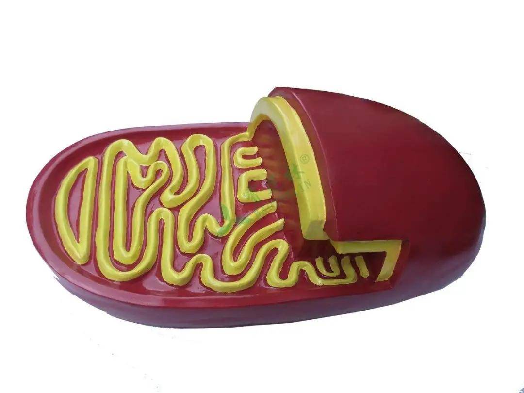 探析|中医“脾主肌肉”与线粒体功能的相关性探析