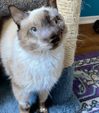 小猫咪脸部畸形遭抛弃,新主人:在我眼中,它最最最可爱!