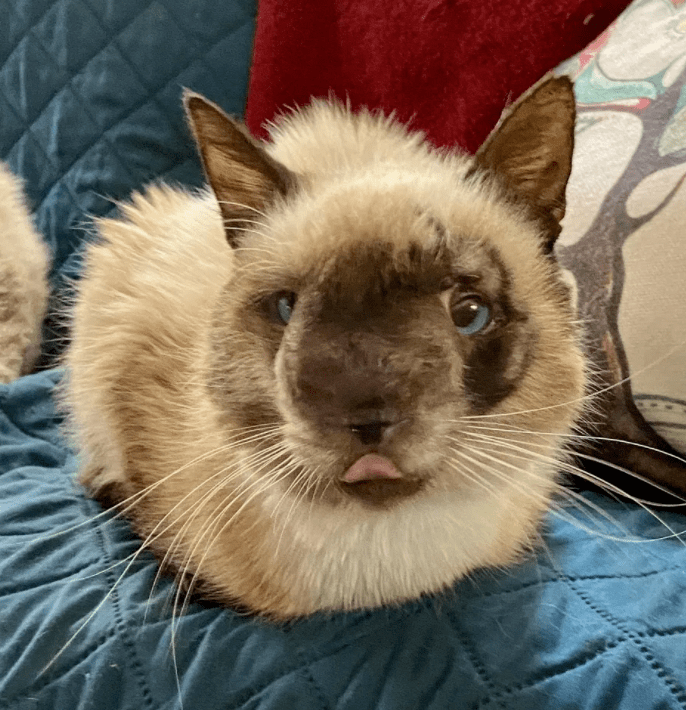 小猫咪脸部畸形遭抛弃,新主人:在我眼中,它最最最可爱!