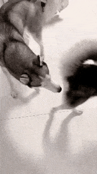 才有|搞笑GIF：要是早有这个药，现在也不至于去搬砖！