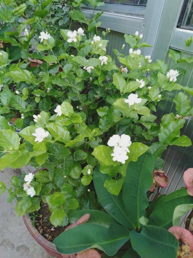 立秋后养花 该掌握住哪些技巧 明确这些 植物长势更旺 花草 立秋后养花 该掌握住哪些技巧 明确这些 植物长势更旺 花草