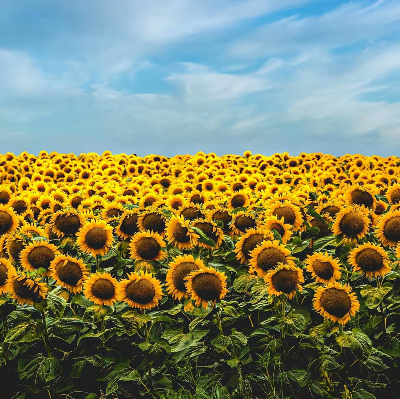 巨蟹座8月下半月运势,平淡如水的生活中,蕴藏着美好和希望