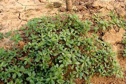 Www 065 Com 城里人当它是宝 在