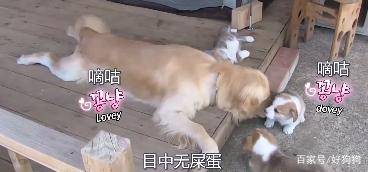 父亲|柯基“背叛”竹马金毛，跟别的狗生了六只宝宝，然而金毛仍……