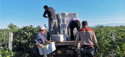企业|新疆焉耆10万亩有机葡萄进入采摘季 葡萄酒企业蓄势待储