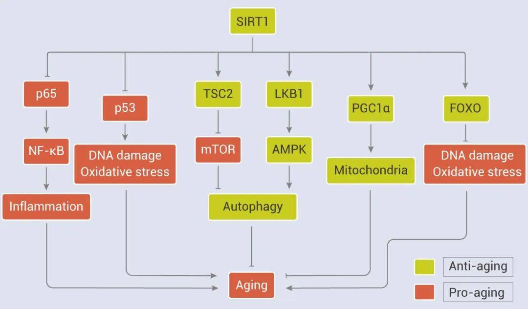 另外,sirt1 与 ampk 在调节能量,新陈代谢和衰老方面有密切的相互作用