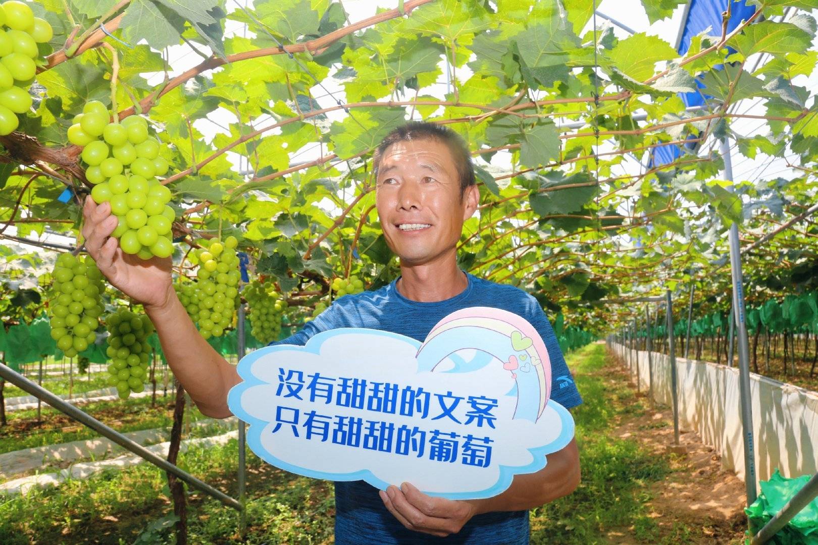 美丽乡村葡萄采摘季西咸新区第四届网上葡萄节启动