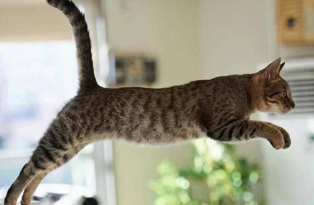 猫咪|原来“狸花猫”这么“可怕”，怪不得养过的人，都说不会再养了