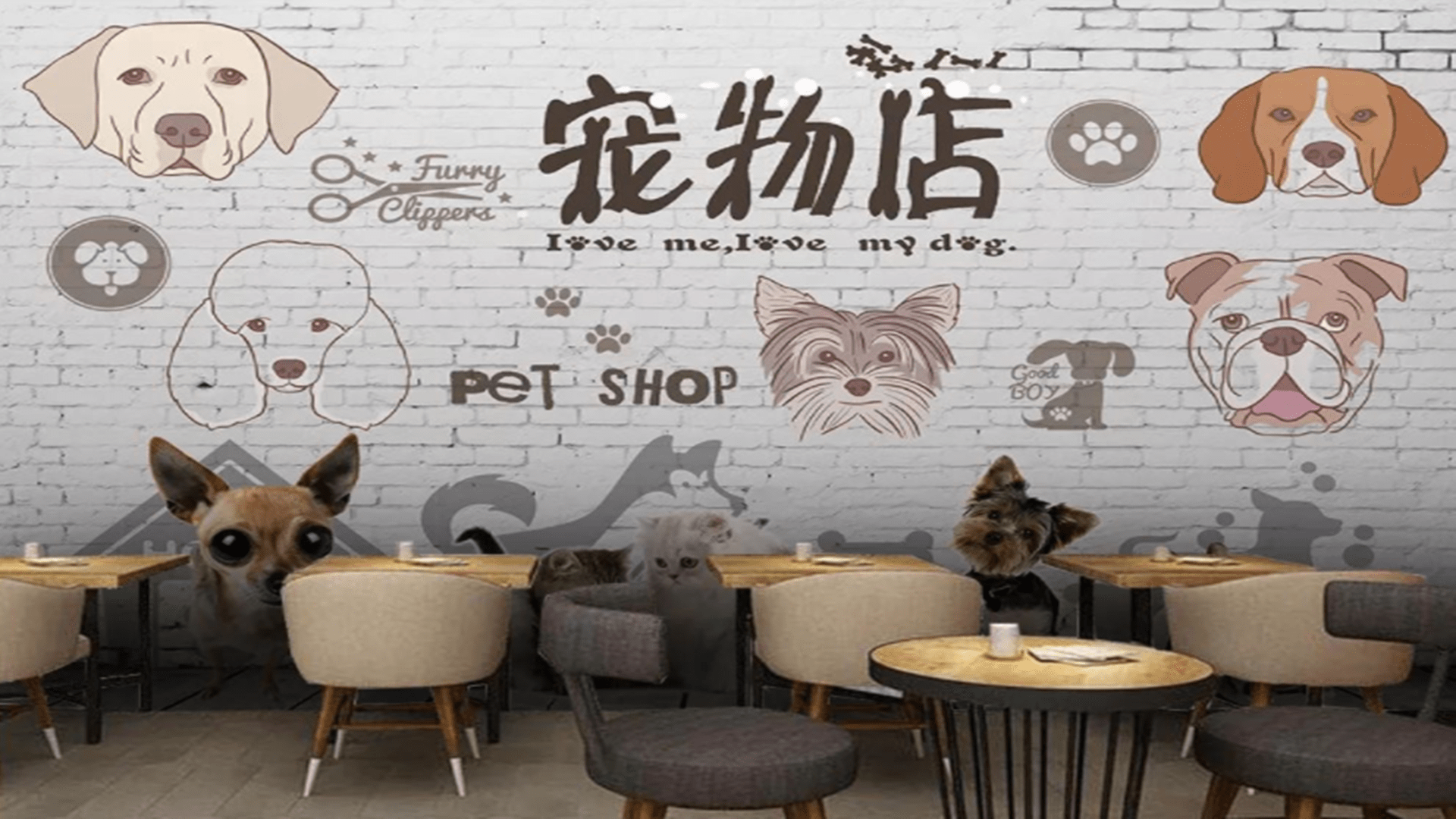 事情|心理健康也很重要？女孩宠物店推门夹死小猫被网爆，店长发声