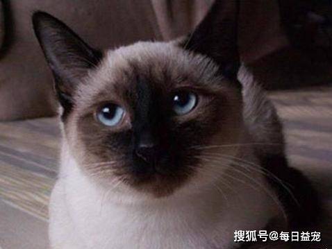 独立|6种寿命长的猫咪，推荐给喜欢养猫的人！