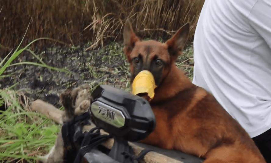 怎么看小狗有没有被抛弃过 33abd15893b448718732463313043d6b.png