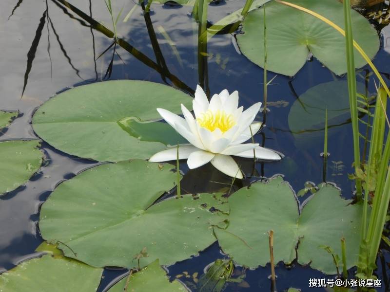 睡眠|總是健忘的三大生肖，做事拖泥帶水，看看是你嗎