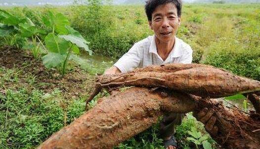 花青素|葛根加它，是天然的“美容药”，女人若是经常吃，面色红润显年轻