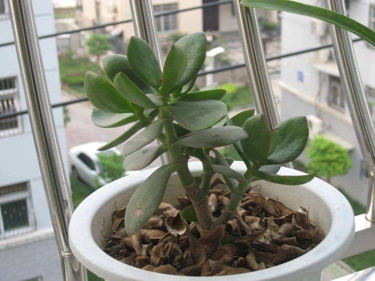 大家用什么手机app买球 养花高手对土壤要求