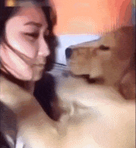 女主人趁金毛熟睡就去親它 沒想到金毛卻做出這個反應 太逗啦！ 萌趣萌寵 第3张