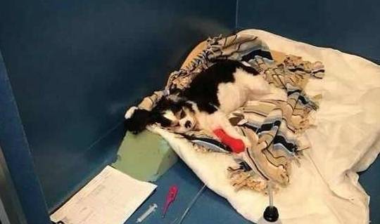 宠物|只是给狗狗吃了个零食,没想到爱犬却因此丧了命……