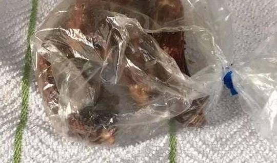 宠物|只是给狗狗吃了个零食,没想到爱犬却因此丧了命……