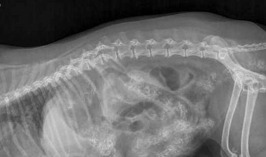 宠物|只是给狗狗吃了个零食,没想到爱犬却因此丧了命……