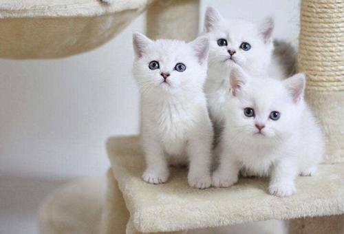 补充|【养宠小知识】猫的伤口愈合了里面还有脓咋办